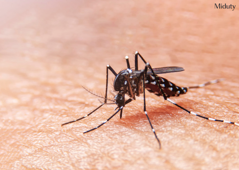 How to Increase Platelet Count in Dengue Fever: Science-Backed Ways