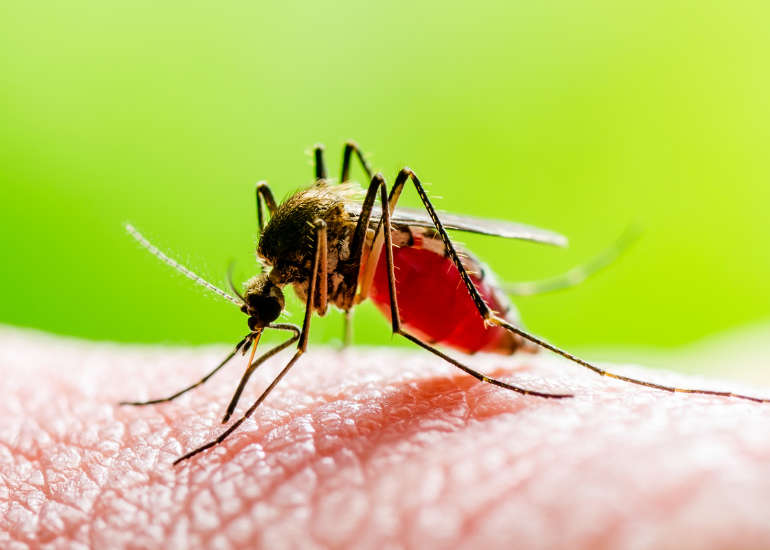 Dengue & Platelets: What Causes the Decrease in the Count?