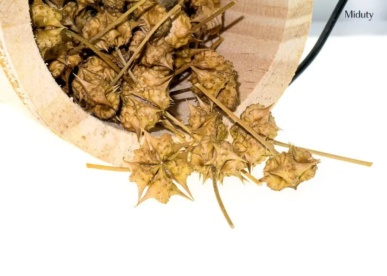 Gokshura Benefits for Male & Female: Hormones, Strength, More