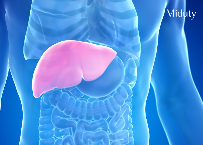 The Link Between Fatty Liver and Gut Health: Gut-Liver Axis Explained