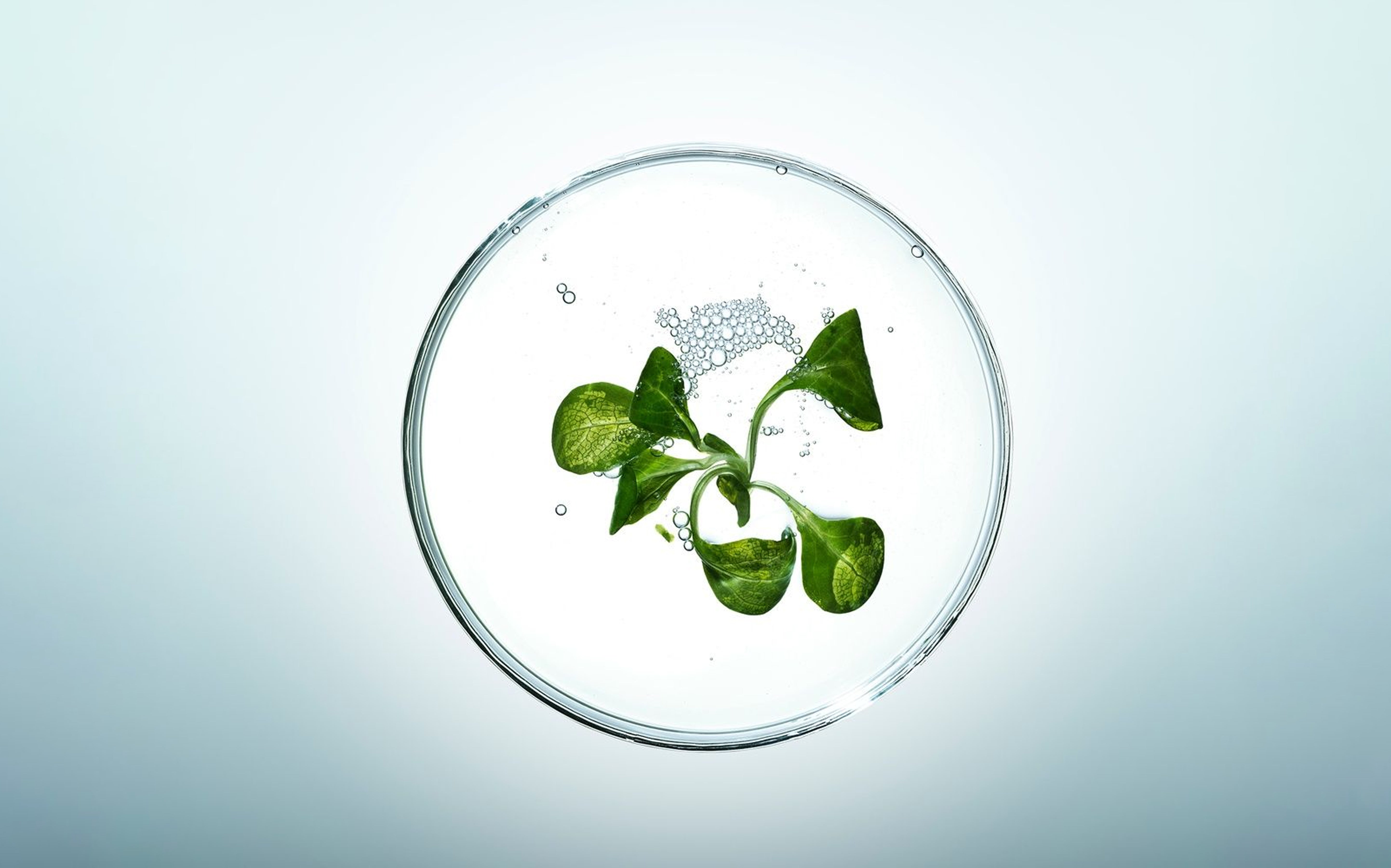 Argireline Peptide Solution C